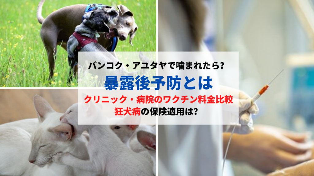 バンコクやアユタヤで犬 猫 に噛まれた場合 暴露後予防と病院のワクチン料金比較 バンコクlabタイ語学校