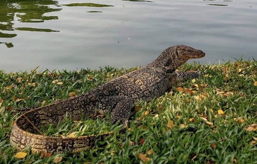 ルンピニー公園の大トカゲ